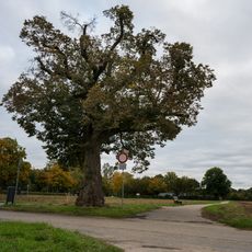 1 Linde (Friedenslinde)