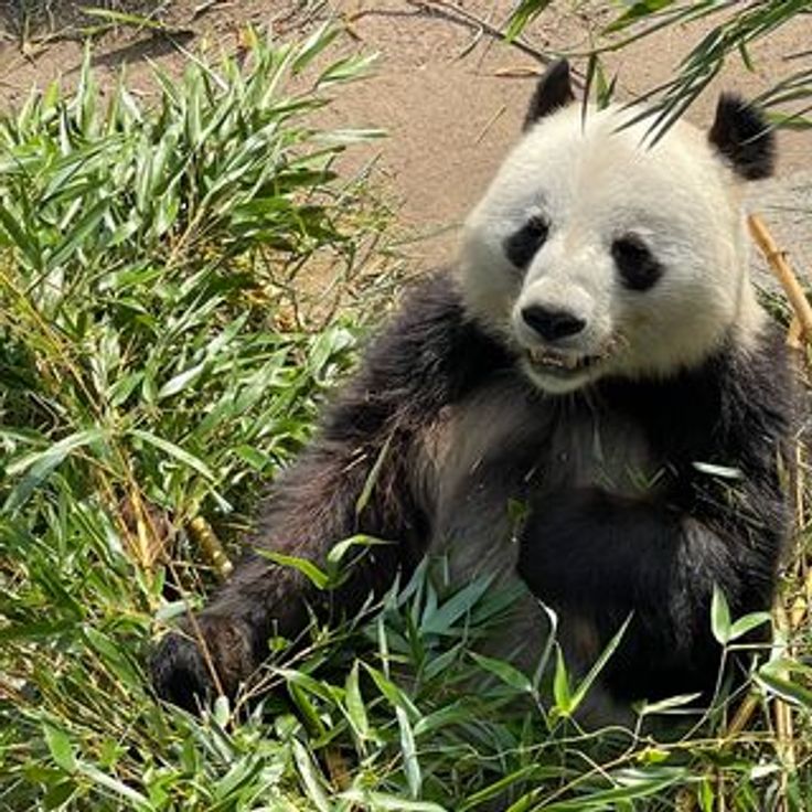 Giant Panda