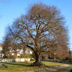 Linde auf dem Friedhof
