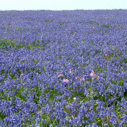 Ynysoedd Sgomer a Middleholm