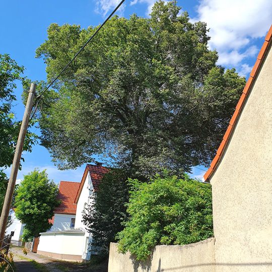 Lime tree on Birkenweg Schaddel