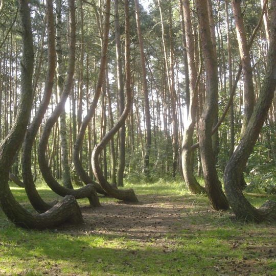 Crooked Forest