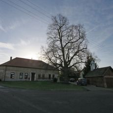 Tilia platyphylla (lípa velkolistá)