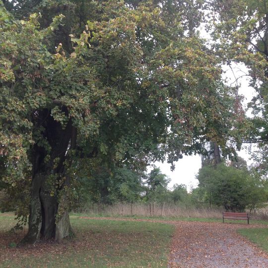 Planta, Świętokrzyskie Voivodeship