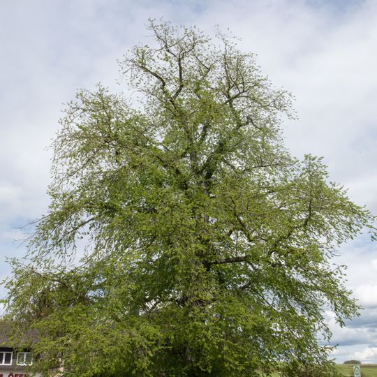 Berg-Ulme Niederwiesa