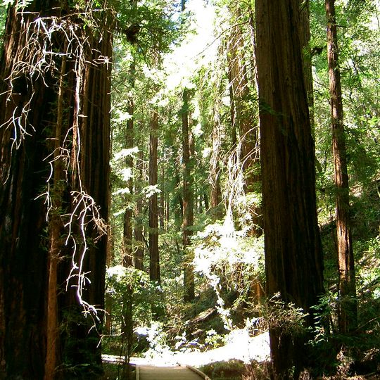 Muir Woods National Monument