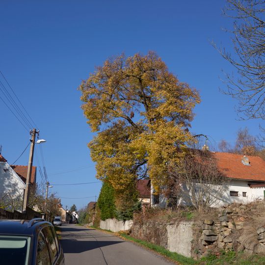 Lípa v Kališti