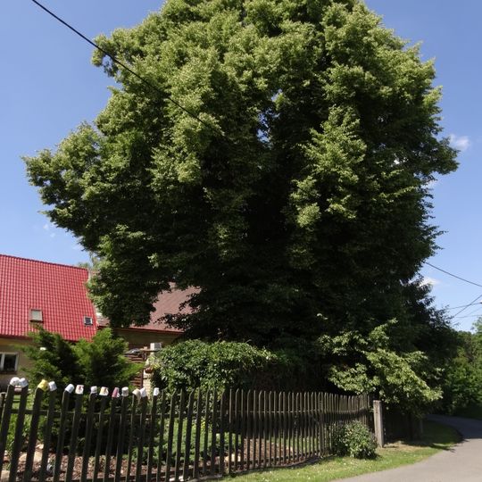 Lípa ve Šrámkově ulici u čp. 24