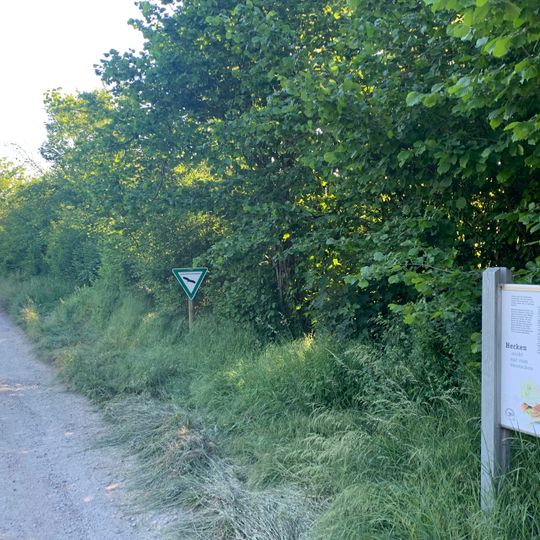 Hecke im Gewann Masselter