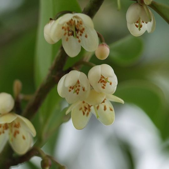 Parc botanique de Cornouaille