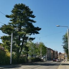 Naturdenkmal Weymouths-Kiefer Blasewitz