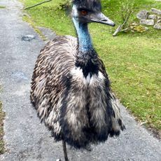 Tiergarten Falkenstein