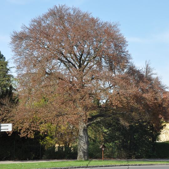 Památný buk lesní červenolistý v zahradě Neuperského dvora