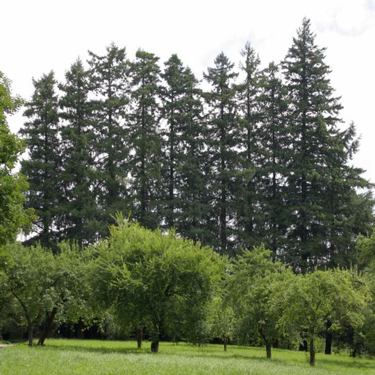 Douglasky u myslivny