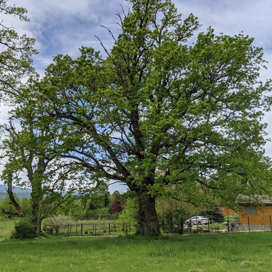 Quercus in Golyama Zhelyazna