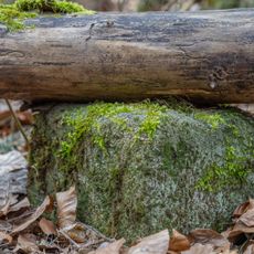 Grenzstein Tränkweiher in Fürth