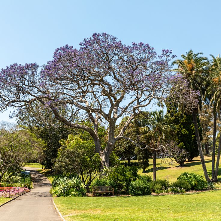 Giardino Botanico Reale di Sydney