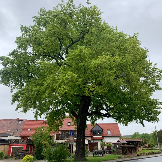 Friedenseiche in Waldenburg