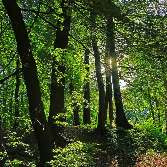 City Park in Tarnowskie Góry