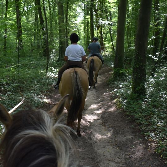 Bosque de Compiègne