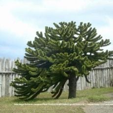 Arbre