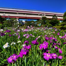 Horikiri Iris Garden