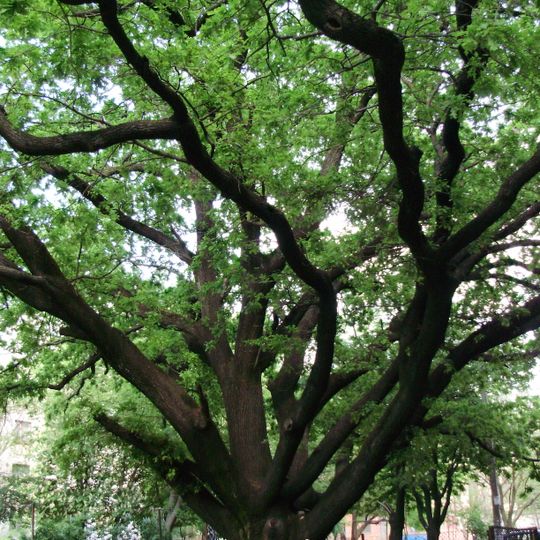 Dub na «Intensyvtsi» natural monument