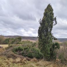 Jalovce na Světovině