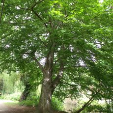 Rotbuchen am Ostrower Damm