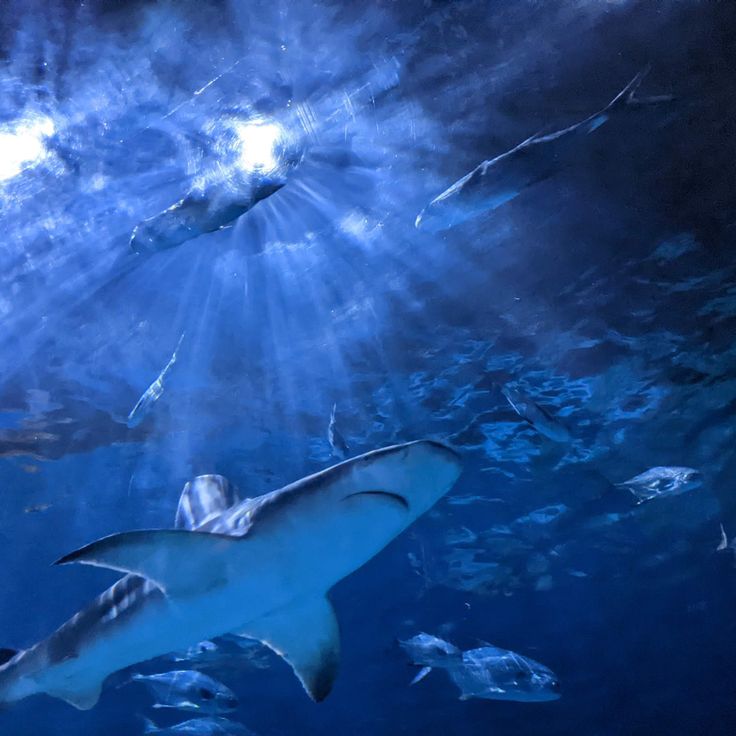 Aquarium North Carolina