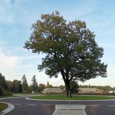Naturdenkmal Eiche im Kreisverkehr Jeserig/Fläming/Bahnhof Wiesenburg