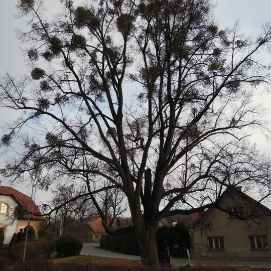 Lípa srdčitá u pomníku popravených partyzánů