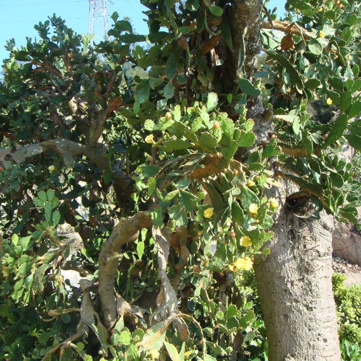 Giardino Botanico di Xiamen