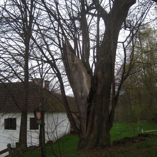 Lípa ve Skalinách 2