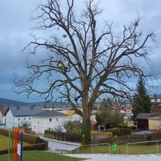 Amerikanische Schwarznuss beim Schloss Mattighofen