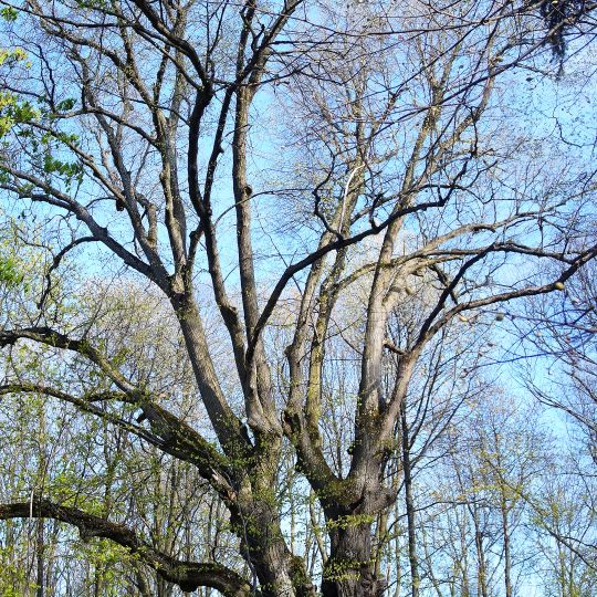 Липа серцелиста