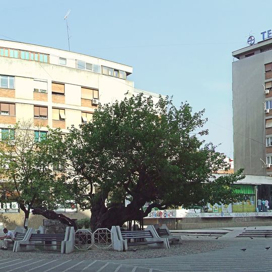 Karađorđe's Mulberry