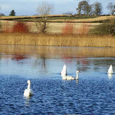 Lake of the Hirsel
