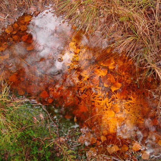 Sēravoti Zaļajā purvā