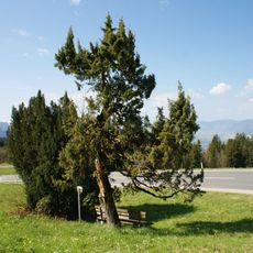 Tree-shaped juniper