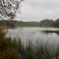 Neusee