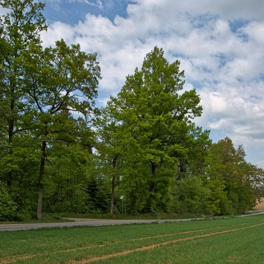 Traubeneiche I im Oberen Wald