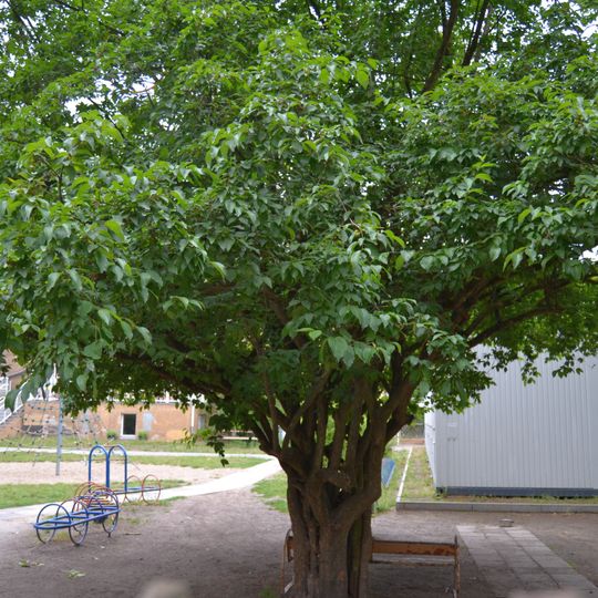 Kornelkirsche Dorfstrasse Schöneiche