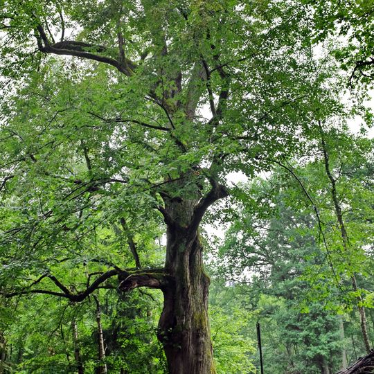 Lípa v Krásné Lípě