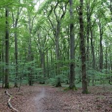 Rossert-Hainkopf-Dachsbau