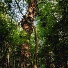 Naturdenkmal Eichen nördlich Seddiner See an Heimkreisvolkshochschule (ehem. Revierförsterei), östlich Straßenabzweig B2 nach Ferch in Neuseddin