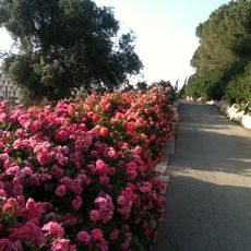 Wohl Rose Park