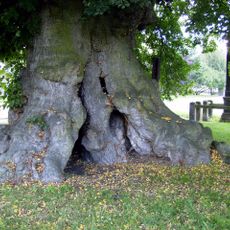 Tisíciletá lípa ve Staré Lysé