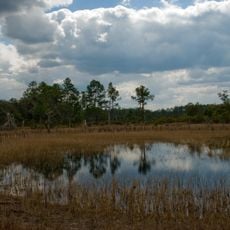 Ocala National Forest