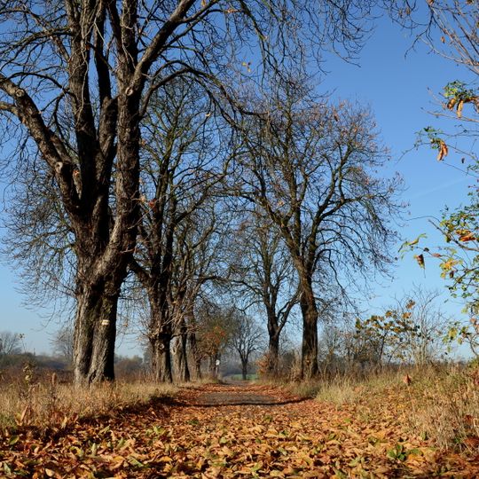 Aleja kasztanowców